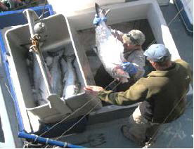 Commercial Salmon fishers