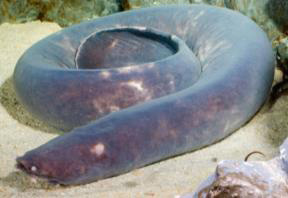 Hagfish