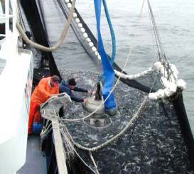 Sardine seine net