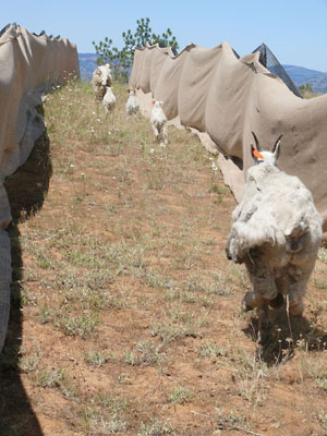 Rocky Mountain Goat release