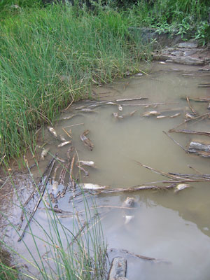 John Day River fish kill