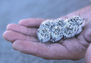 Chicks on hand