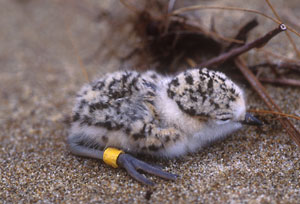Banded chick
