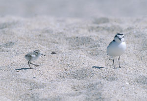 Plovers on sand