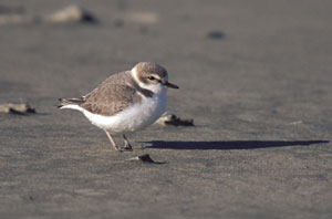 Snowy plover female