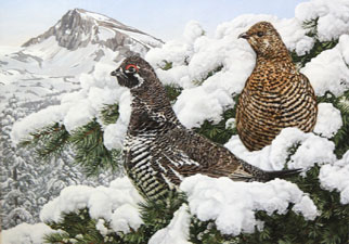 Greater Sage-Grouse