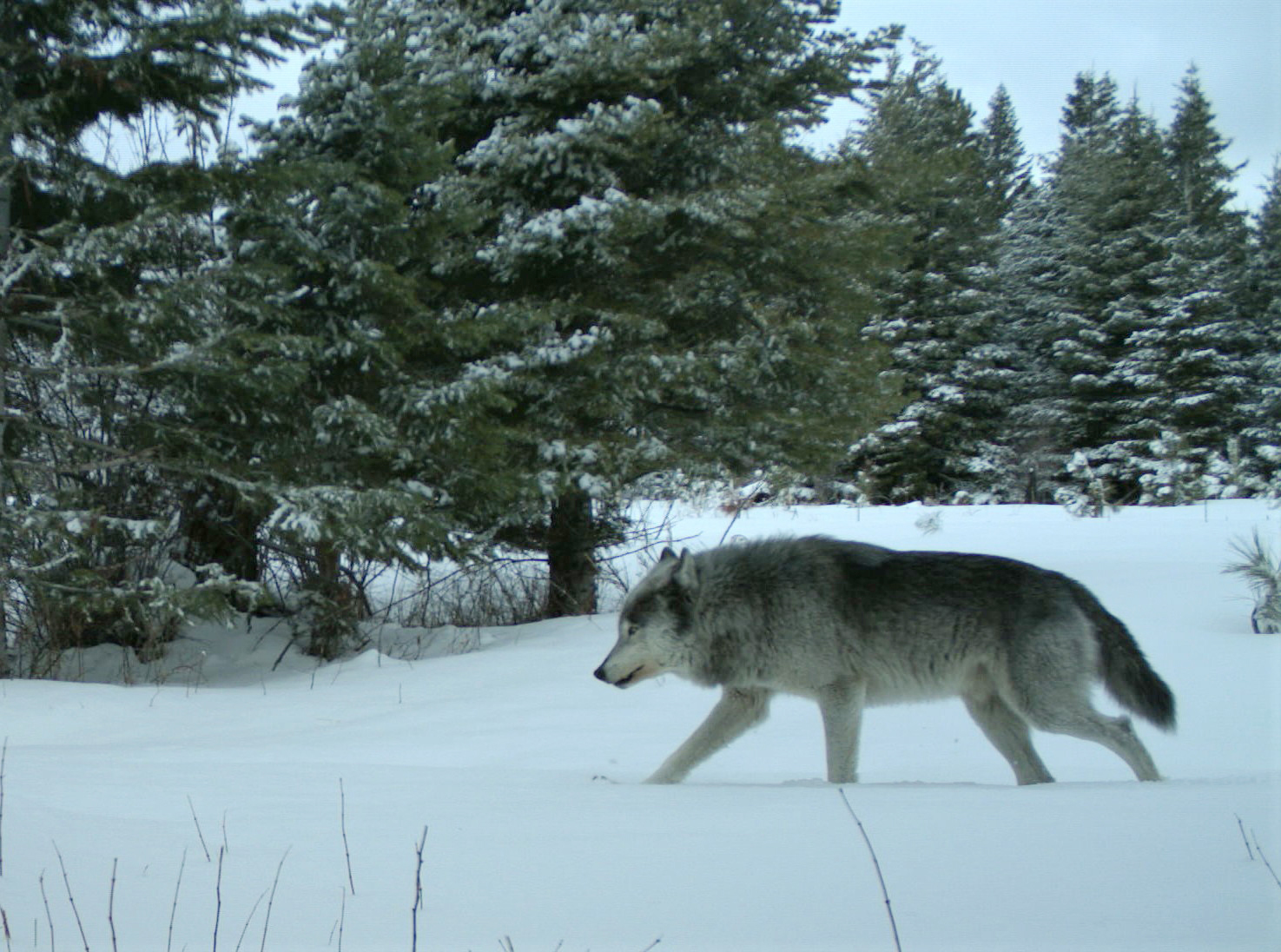 Oregon s Minimum Known Wolf Count Is 137 A 10 Percent Increase From 