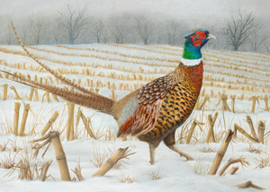 Ring-necked Pheasant