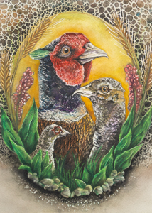 Ring-necked Pheasant