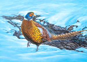 Ring-necked Pheasant
