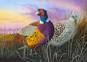 Ring-necked Pheasant