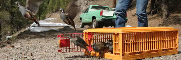 Quail Release