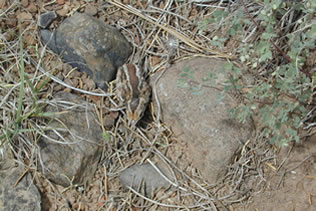 Quail Chick