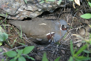 Adult Quail