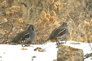 Two Adult Quails