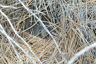 Nesting Quail