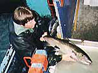 Counting fish